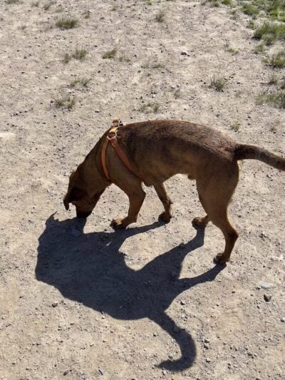 South Field Dog Park - Union Point - Weymouth,