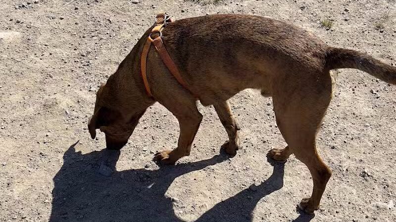 South Field Dog Park - Union Point - Weymouth,