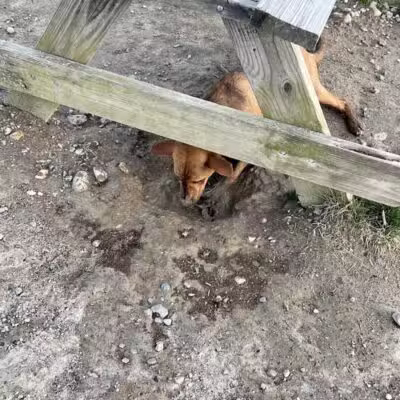 South Field Dog Park - Union Point - Weymouth,