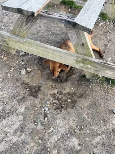 South Field Dog Park - Union Point - Weymouth,