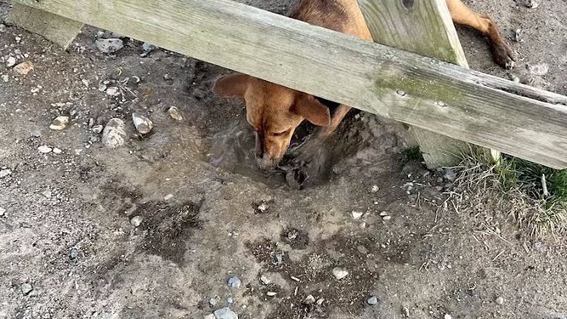 South Field Dog Park - Union Point - Weymouth,