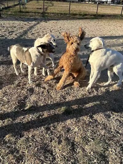 South Field Dog Park - Union Point - Weymouth,