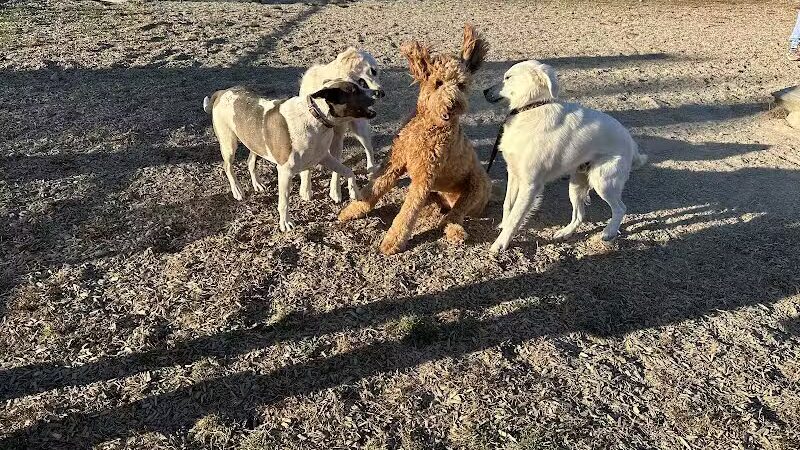 South Field Dog Park - Union Point - Weymouth,