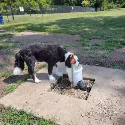 Fitzsimmons Family Dog Park - Wheeling, WV