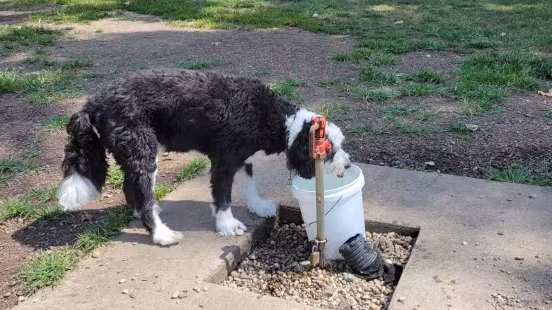 Fitzsimmons Family Dog Park - Wheeling, WV
