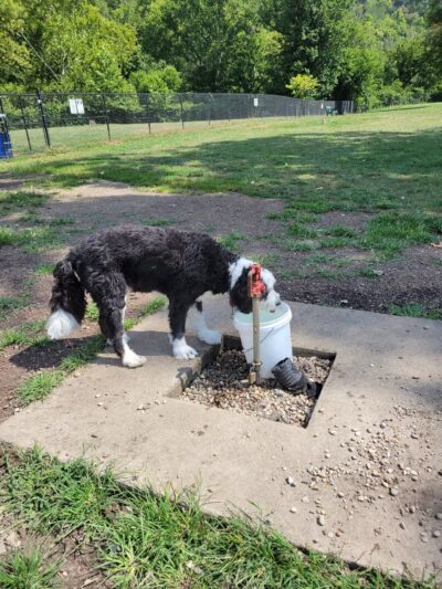 Fitzsimmons Family Dog Park - Wheeling, WV