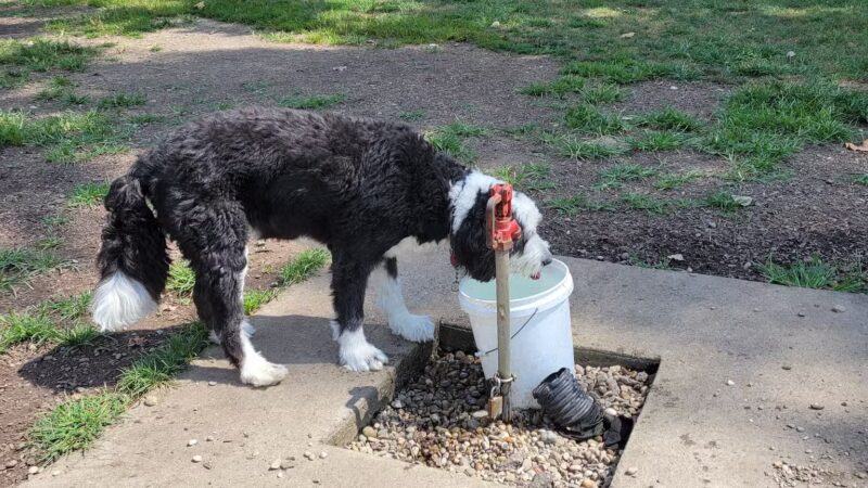 Fitzsimmons Family Dog Park - Wheeling, WV