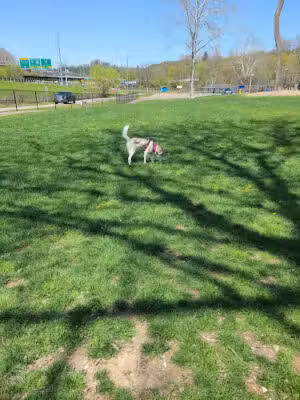Fitzsimmons Family Dog Park - Wheeling, WV