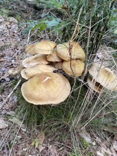 White Cloud Roadside park - White Cloud,