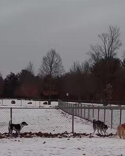 Pontiac Lake Dog Park A & B - White Lake, MI