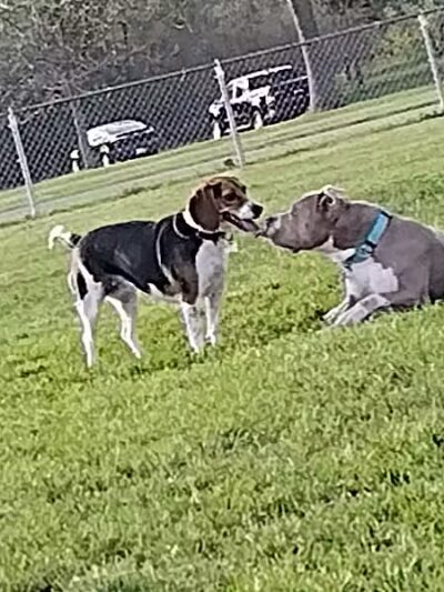 Pontiac Lake Dog Park A & B - White Lake, MI