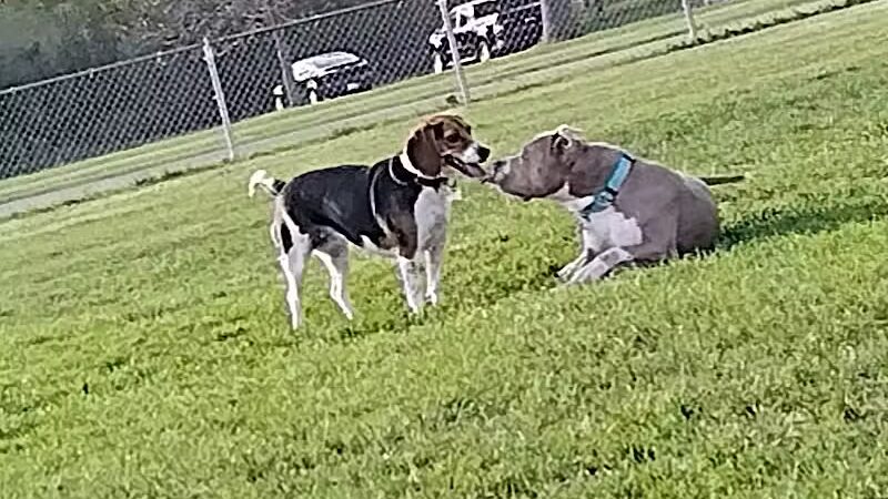 Pontiac Lake Dog Park A & B - White Lake, MI