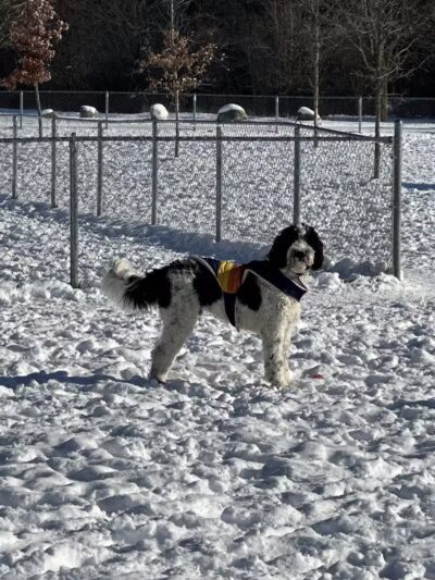 Pontiac Lake Dog Park A & B - White Lake, MI