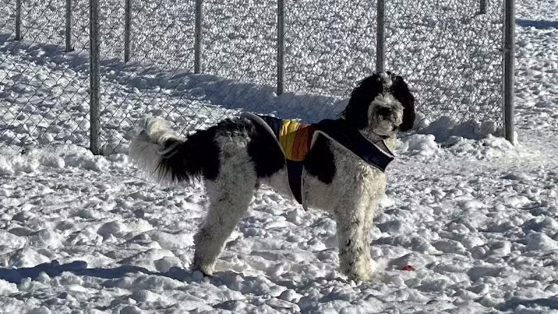Pontiac Lake Dog Park A & B - White Lake, MI