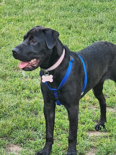 Pontiac Lake Dog Park A & B - White Lake, MI