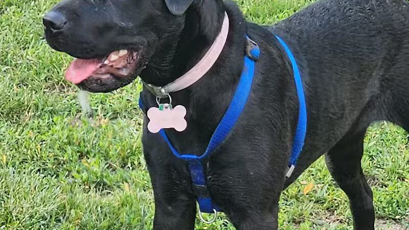 Pontiac Lake Dog Park A & B - White Lake, MI