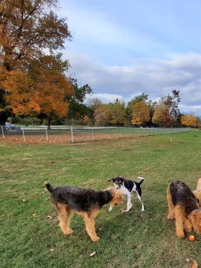 Pontiac Lake Dog Park A & B - White Lake, MI