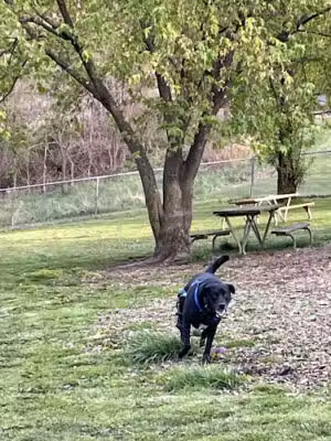 White Oak Dog Park - White Oak, PA