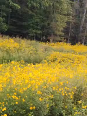 Indian Head Rail Trail Parking - White Plains, MD