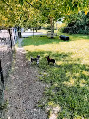 Watson Upper Valley Dog Park - White River Junction, VT