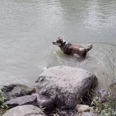 Hugh Rogers Wag Park - Whitefish, MT