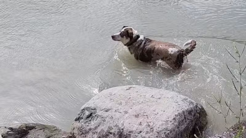 Hugh Rogers Wag Park - Whitefish, MT
