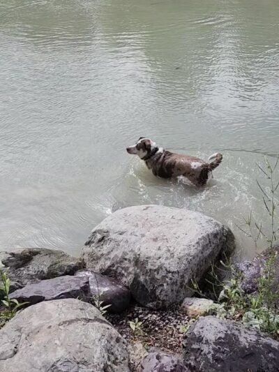 Hugh Rogers Wag Park - Whitefish, MT