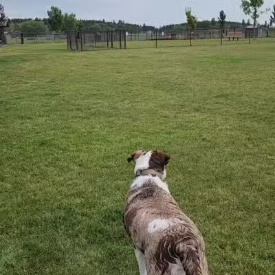 Hugh Rogers Wag Park - Whitefish, MT