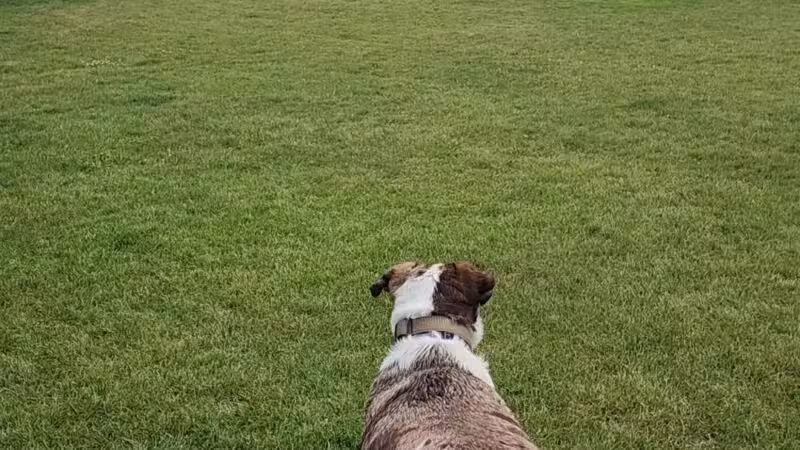 Hugh Rogers Wag Park - Whitefish, MT