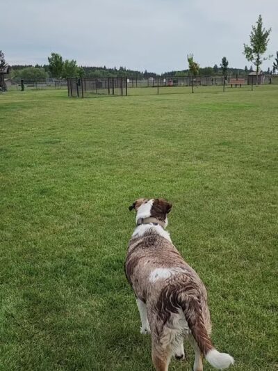 Hugh Rogers Wag Park - Whitefish, MT