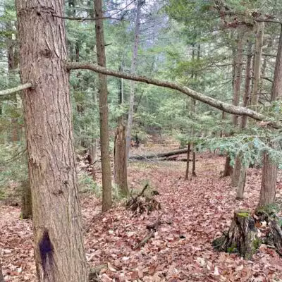 Duck Creek Natural Area - Whitehall,