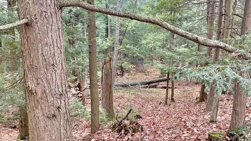 Duck Creek Natural Area - Whitehall,