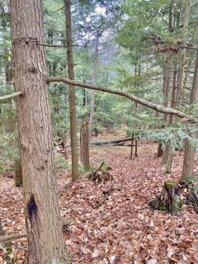 Duck Creek Natural Area - Whitehall,