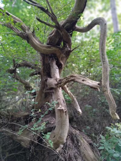 Lions Park - Whitehall,