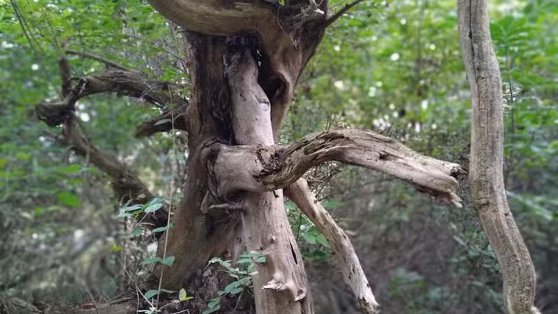 Lions Park - Whitehall,