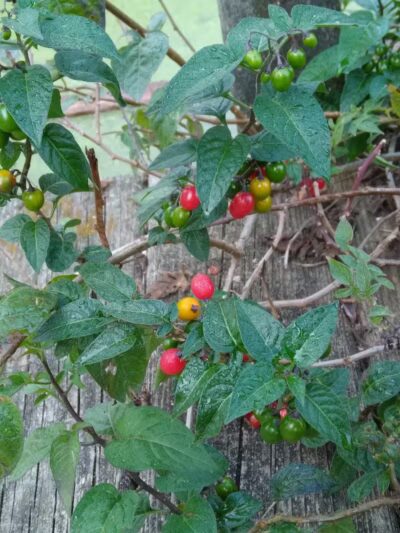 Lions Park - Whitehall,