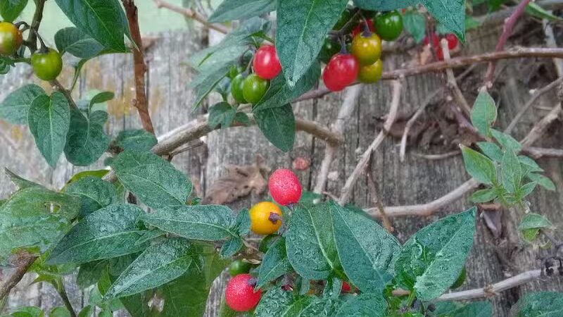 Lions Park - Whitehall,