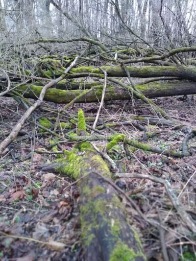 Lions Park - Whitehall,