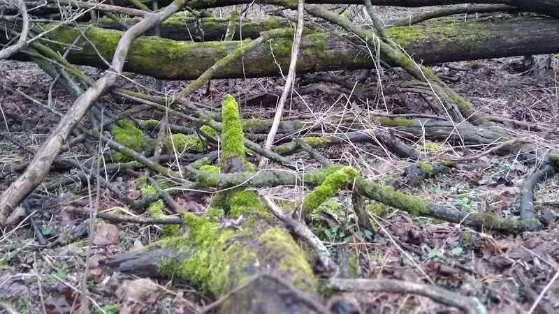 Lions Park - Whitehall,