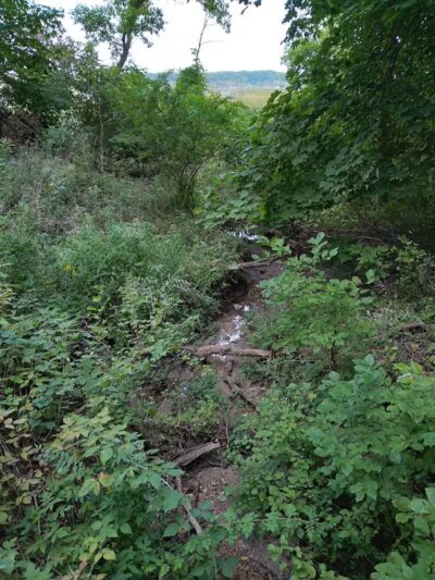 Lions Park - Whitehall,