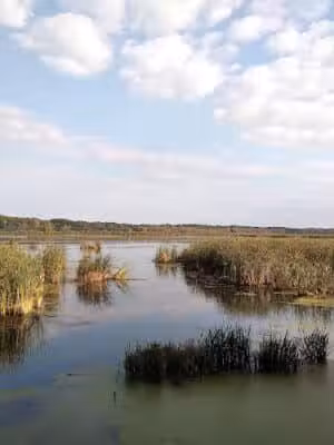 Lions Park - Whitehall,