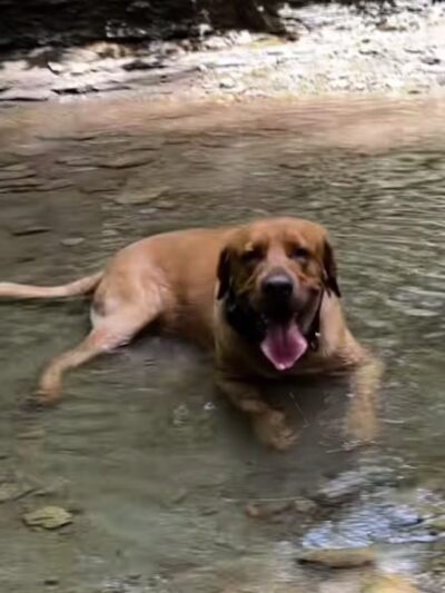 Dog Park at Love's Travel Stops - Whiteland, IN