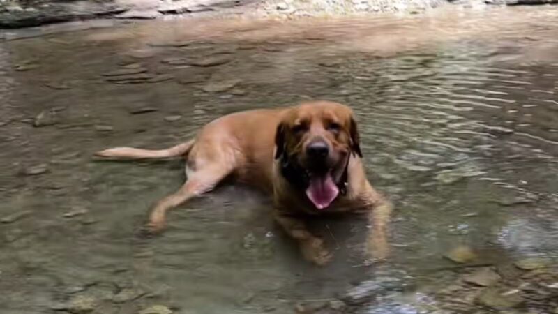 Dog Park at Love's Travel Stops - Whiteland, IN