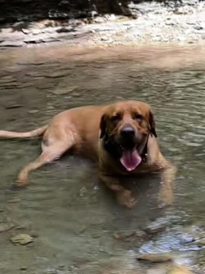 Dog Park at Love's Travel Stops - Whiteland, IN
