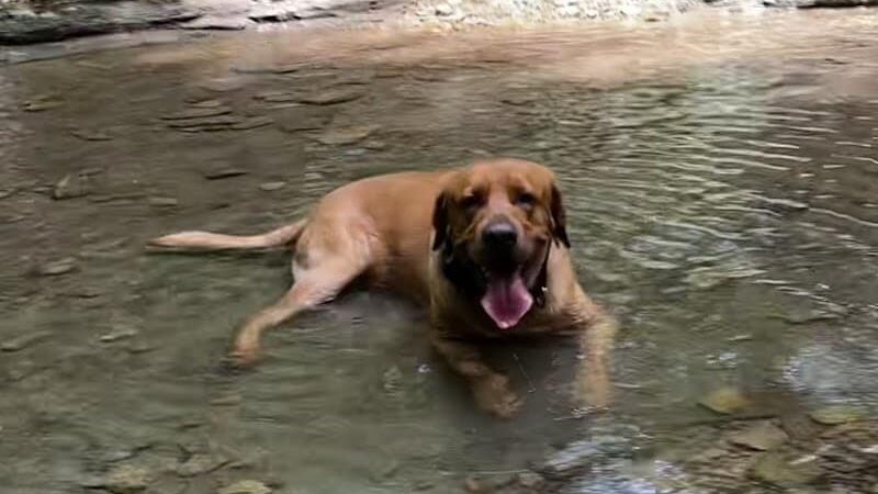 Dog Park at Love's Travel Stops - Whiteland, IN