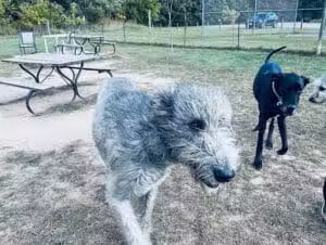 Northfield Township Dog Park - Whitmore Lake, MI