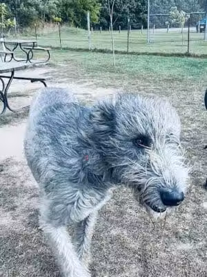 Northfield Township Dog Park - Whitmore Lake, MI