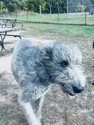Northfield Township Dog Park - Whitmore Lake, MI