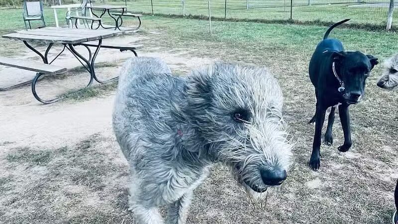 Northfield Township Dog Park - Whitmore Lake, MI