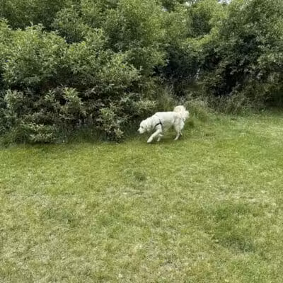 Northfield Township Dog Park - Whitmore Lake, MI